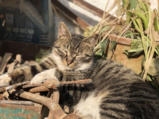 寻找尘白狸花猫工作室的详细地址和联系方式